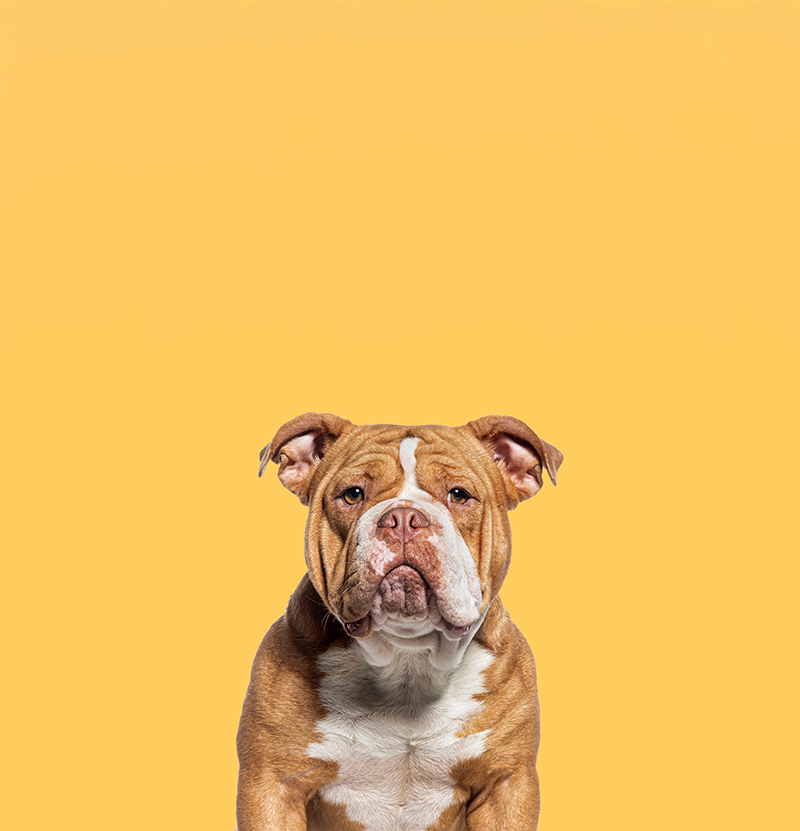 Chien bulldog